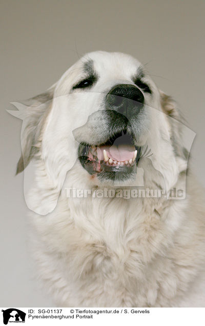 Pyrenenberghund Portrait / Pyrenean mountain dog portrait / SG-01137