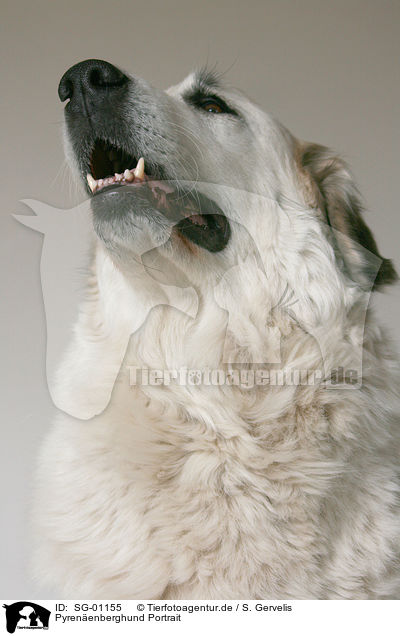 Pyrenenberghund Portrait / SG-01155