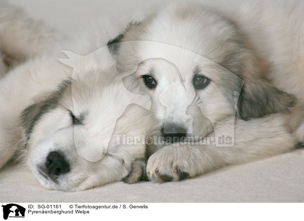 Pyrenenberghund Welpe / standing Pyrenean mountain dog puppy / SG-01161