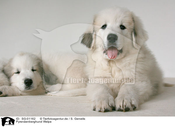 Pyrenenberghund Welpe / standing Pyrenean mountain dog puppy / SG-01162