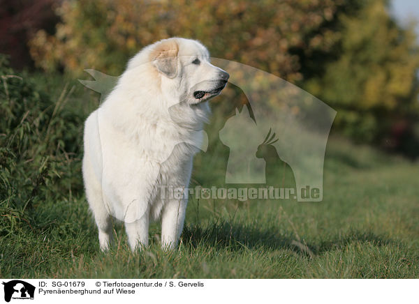 Pyrenenberghund auf Wiese / SG-01679