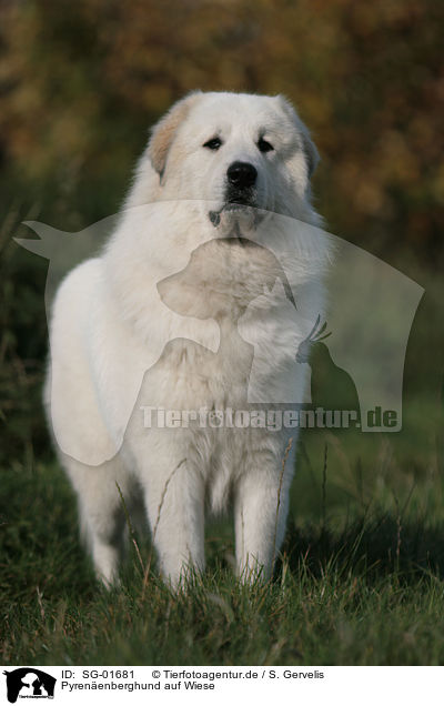 Pyrenenberghund auf Wiese / Pyrenean mountain dog / SG-01681