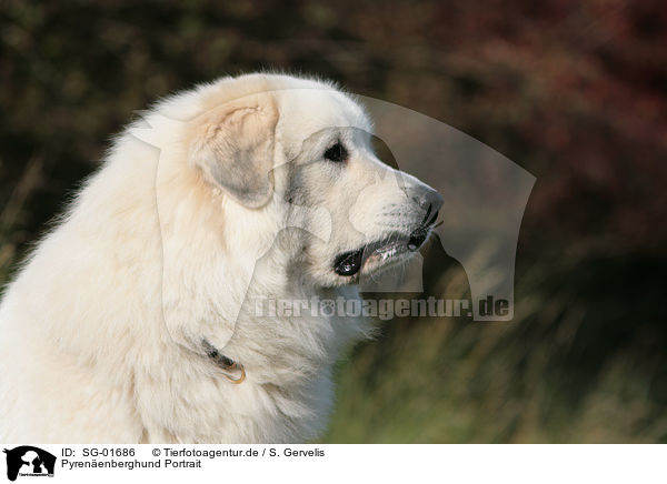 Pyrenenberghund Portrait / SG-01686