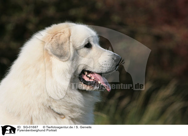 Pyrenenberghund Portrait / SG-01687
