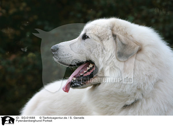 Pyrenenberghund Portrait / Pyrenean mountain dog Portrait / SG-01688