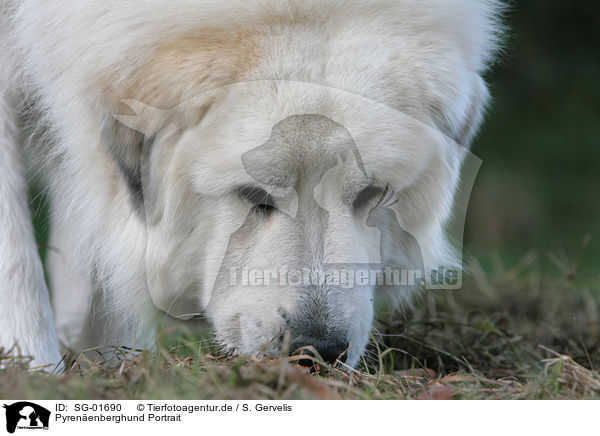Pyrenenberghund Portrait / Pyrenean mountain dog Portrait / SG-01690