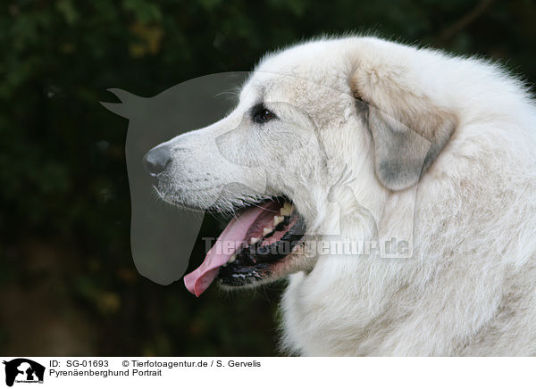 Pyrenenberghund Portrait / SG-01693