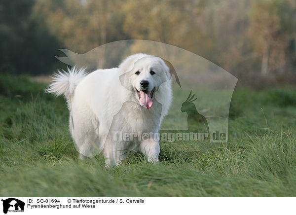Pyrenenberghund auf Wiese / Pyrenean mountain dog / SG-01694