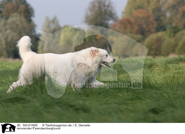 rennender Pyrenenberghund / SG-01695