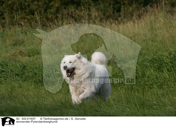 rennender Pyrenenberghund / SG-01697