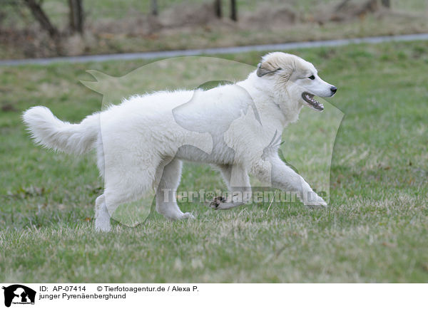 junger Pyrenenberghund / young Pyrenean mountain dog / AP-07414