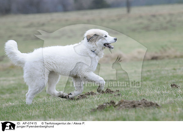 junger Pyrenenberghund / young Pyrenean mountain dog / AP-07415