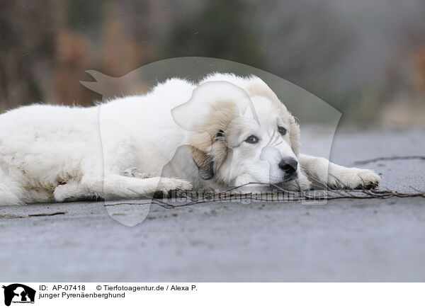 junger Pyrenenberghund / AP-07418