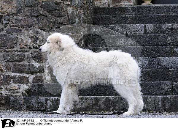 junger Pyrenenberghund / young Pyrenean mountain dog / AP-07421