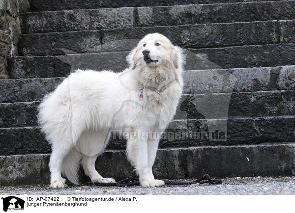 junger Pyrenenberghund / AP-07422