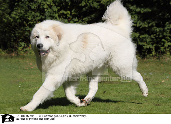 laufender Pyrenenberghund / walking Great Pyrenees dog / BM-02601