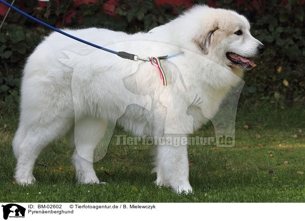 Pyrenenberghund / Great Pyrenees dog / BM-02602
