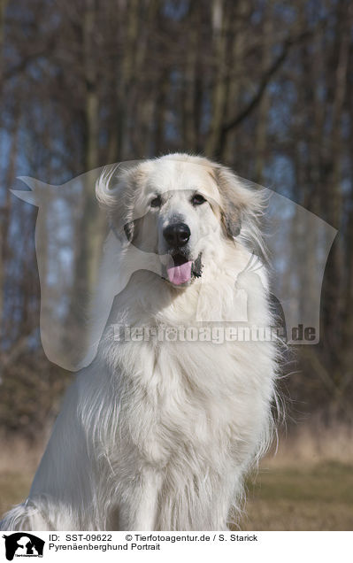 Pyrenenberghund Portrait / SST-09622