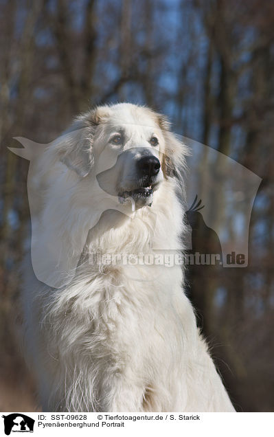 Pyrenenberghund Portrait / SST-09628