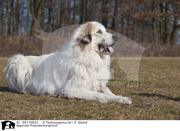 liegender Pyrenenberghund / SST-09633