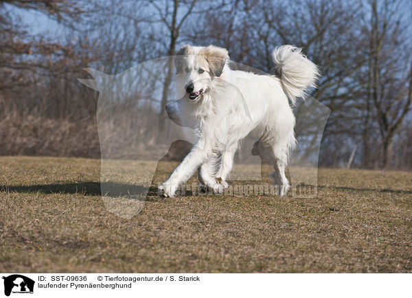 laufender Pyrenenberghund / SST-09636