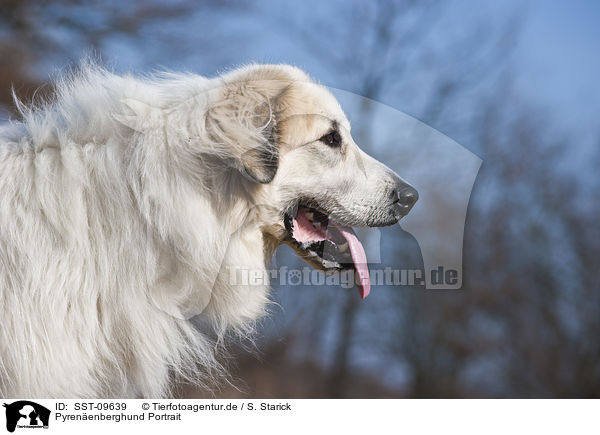 Pyrenenberghund Portrait / Great Pyrenees dog portrait / SST-09639