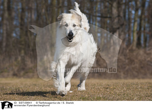 rennender Pyrenenberghund / SST-09641