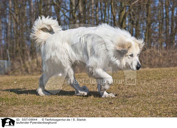 laufender Pyrenenberghund / SST-09644