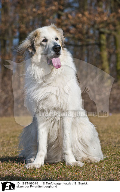 sitzender Pyrenenberghund / sitting Great Pyrenees dog / SST-09649