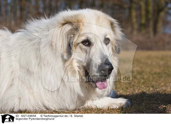 liegender Pyrenenberghund / lying Great Pyrenees dog / SST-09658