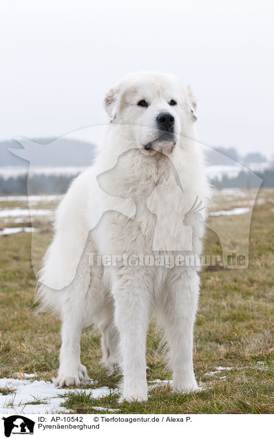 Pyrenenberghund / Great Pyrenees dog / AP-10542
