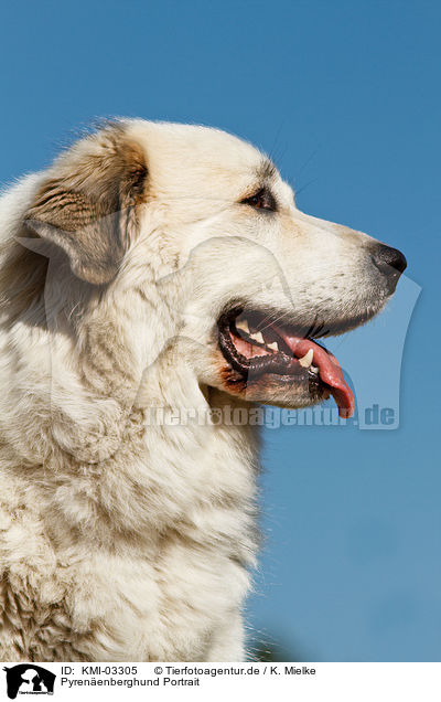 Pyrenenberghund Portrait / KMI-03305