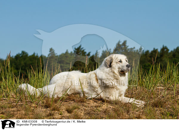 liegender Pyrenenberghund / lying Pyrenean Mountain Dog / KMI-03308