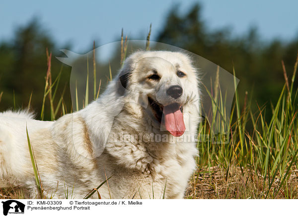 Pyrenenberghund Portrait / Pyrenean Mountain Dog Portrait / KMI-03309