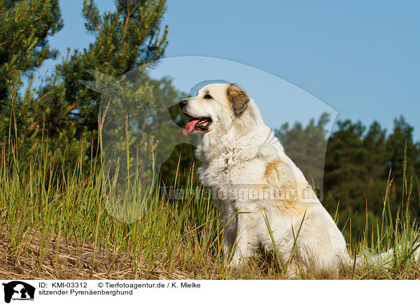 sitzender Pyrenenberghund / sitting Pyrenean Mountain Dog / KMI-03312