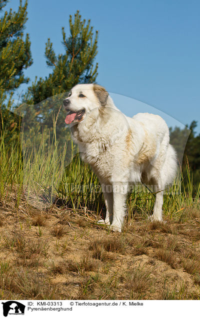 Pyrenenberghund / Pyrenean Mountain Dog / KMI-03313