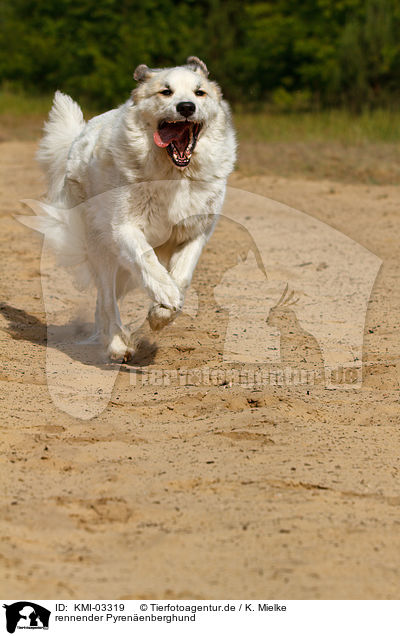 rennender Pyrenenberghund / running Pyrenean Mountain Dog / KMI-03319