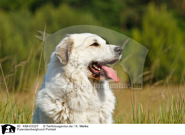 Pyrenenberghund Portrait / Pyrenean Mountain Dog Portrait / KMI-03327