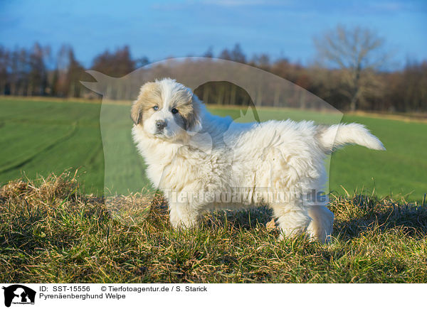 Pyrenenberghund Welpe / Pyrenean Mountain Dog Puppy / SST-15556