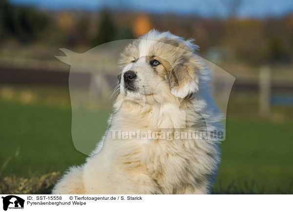 Pyrenenberghund Welpe / Pyrenean Mountain Dog Puppy / SST-15558