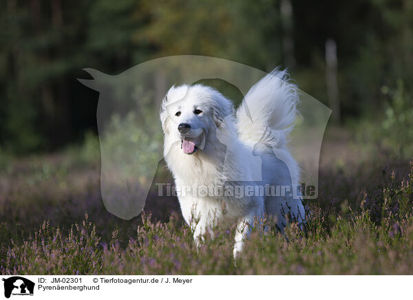 Pyrenenberghund / Pyrenean Mountain Dog / JM-02301