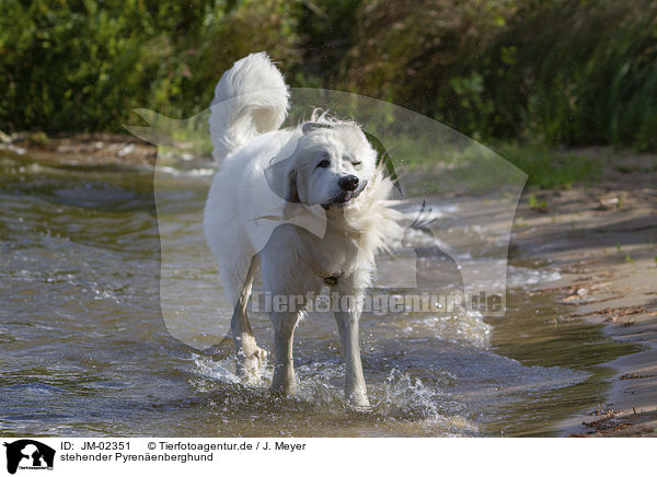 stehender Pyrenenberghund / standing Pyrenean Mountain Dog / JM-02351
