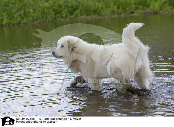 Pyrenenberghund im Wasser / JM-02356
