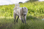 rennender Pyrenäenberghund