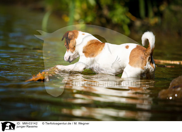 junger Rassmo / young Jack-Russell-Pug-Mongrel / MW-03142