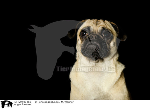 junger Rassmo / young Jack-Russell-Pug-Mongrel / MW-03465