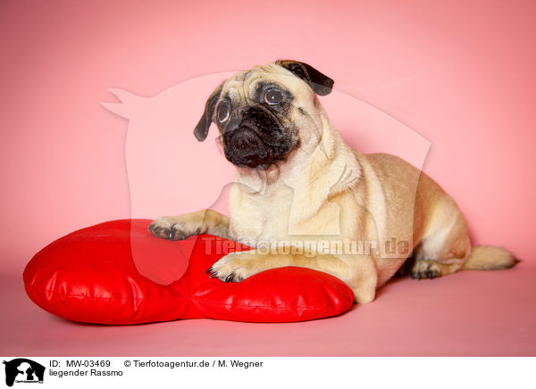 liegender Rassmo / lying Jack-Russell-Pug-Mongrel / MW-03469