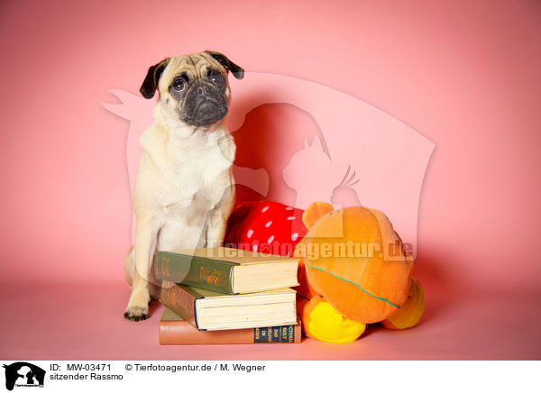 sitzender Rassmo / sitting Jack-Russell-Pug-Mongrel / MW-03471