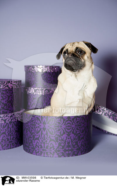 sitzender Rassmo / sitting Jack-Russell-Pug-Mongrel / MW-03598