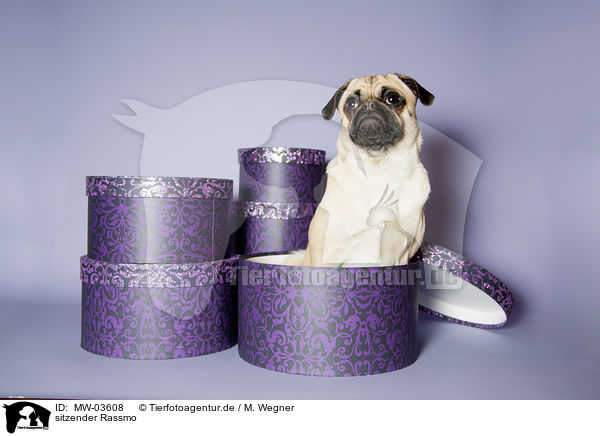 sitzender Rassmo / sitting Jack-Russell-Pug-Mongrel / MW-03608